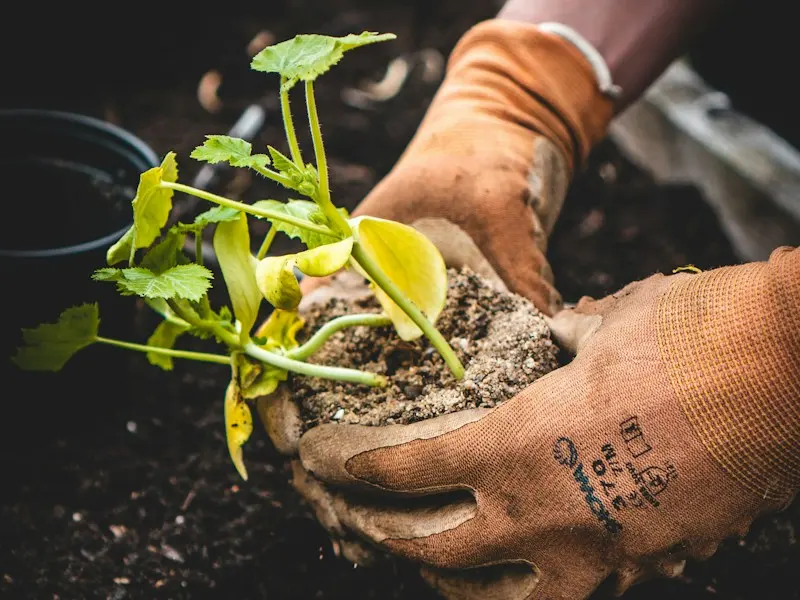 Gloved hands setting a seedling into soil