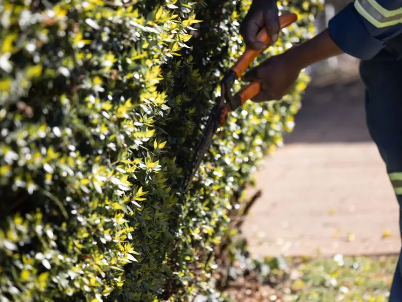 Lush green hedge being trimmed with garden shears