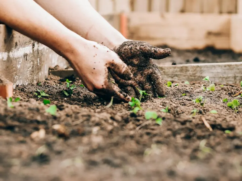 Hands planting young seedlings into prepared garden soil