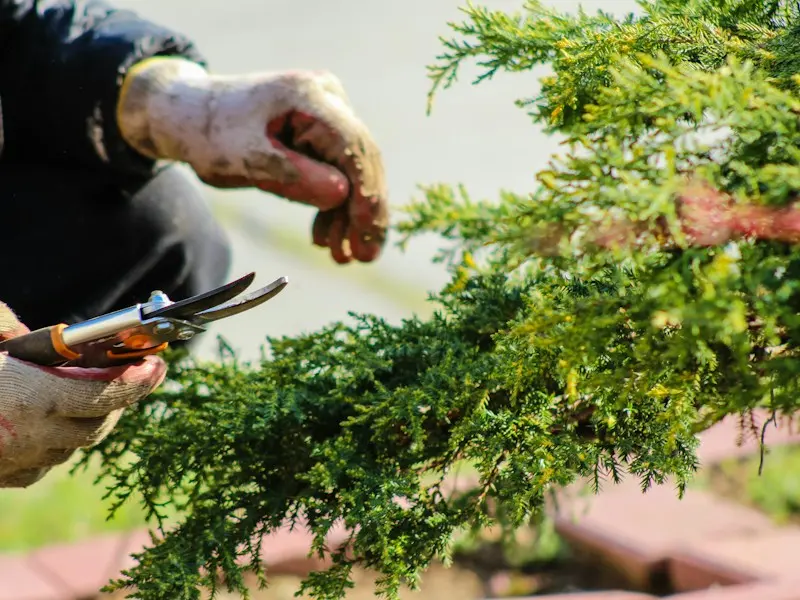 Gloved hands pruning a juniper shrub with hand shears