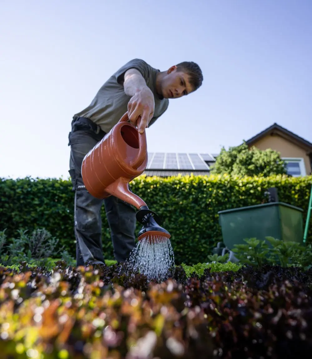 Gardener watering plants with a watering can