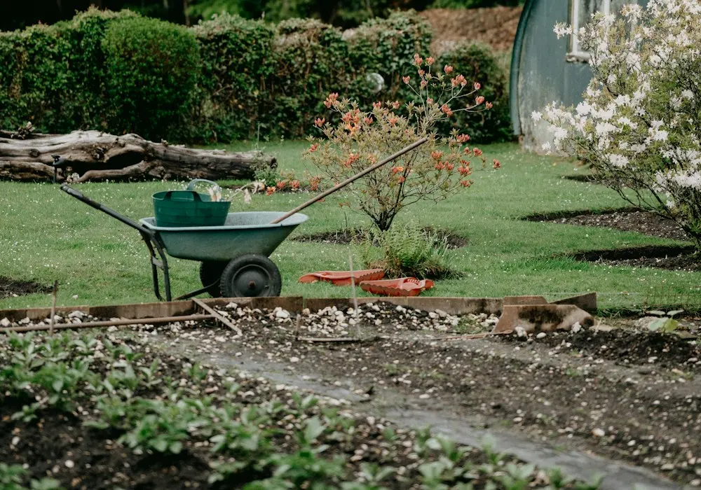 Wheelbarrow in a garden beside flowering bushes